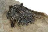 Spiny Leonaspis Trilobite - Foum Zguid, Morocco #204817-6